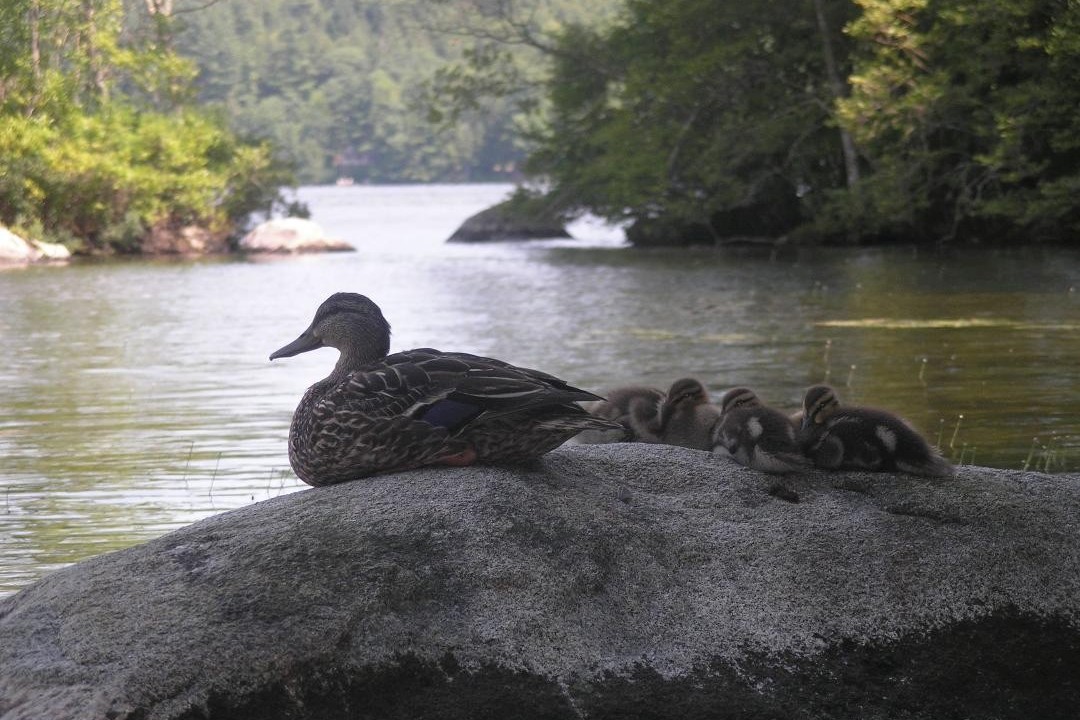 ducks on a rock